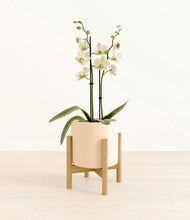 Load image into Gallery viewer, Cream stand:bamboo