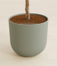 Load image into Gallery viewer, Sage Green