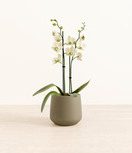 Load image into Gallery viewer, Olive*****Profile