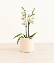 Load image into Gallery viewer, Cream*****Profile