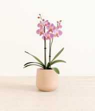 Load image into Gallery viewer, Gentle Pink*****Profile