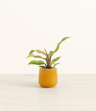 Load image into Gallery viewer, Mustard*****Profile