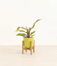 Load image into Gallery viewer, Key Lime Yellow stand:bamboo