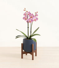 Load image into Gallery viewer, Deep Navy stand:walnut