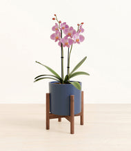 Load image into Gallery viewer, Deep Navy stand:walnut