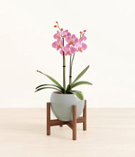 Load image into Gallery viewer, Deep Ocean stand:walnut