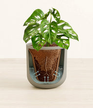 Load image into Gallery viewer, Sage Green stand:all