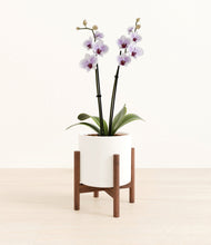 Load image into Gallery viewer, White stand:walnut