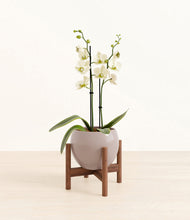 Load image into Gallery viewer, Winter Clouds stand:walnut