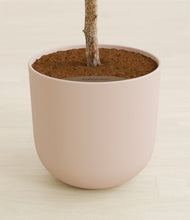 Load image into Gallery viewer, Sandy Pink