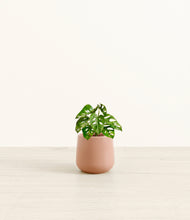 Load image into Gallery viewer, Calm Rose*****Profile