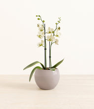 Load image into Gallery viewer, Winter Clouds*****Profile