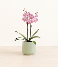 Load image into Gallery viewer, Turquoise*****Profile