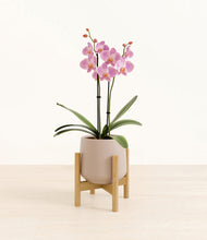 Load image into Gallery viewer, Eternal Gray stand:bamboo