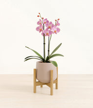 Load image into Gallery viewer, Eternal Gray stand:bamboo