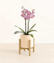 Load image into Gallery viewer, Cream stand:bamboo