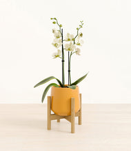 Load image into Gallery viewer, Mustard stand:bamboo