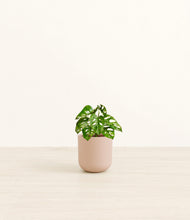 Load image into Gallery viewer, Sandy Pink*****Profile
