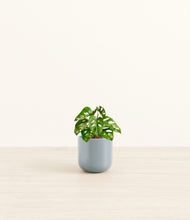 Load image into Gallery viewer, Misty Blue*****Profile