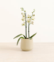 Load image into Gallery viewer, Almond Green*****Profile