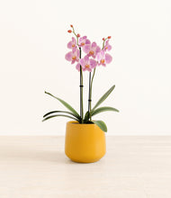 Load image into Gallery viewer, Mustard*****Profile