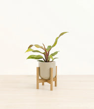 Load image into Gallery viewer, Sage Green stand:bamboo
