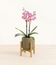Load image into Gallery viewer, Olive stand:bamboo