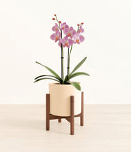 Load image into Gallery viewer, Cream stand:walnut