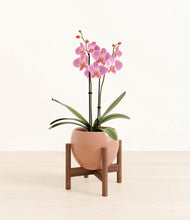 Load image into Gallery viewer, Calm Rose stand:walnut