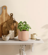 Load image into Gallery viewer, Gentle Pink