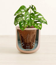 Load image into Gallery viewer, Sandy Pink stand:all