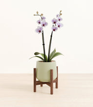 Load image into Gallery viewer, Turquoise stand:walnut