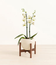 Load image into Gallery viewer, Shiny EggWhite stand:walnut