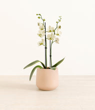 Load image into Gallery viewer, Gentle Pink*****Profile