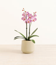 Load image into Gallery viewer, Almond Green*****Profile