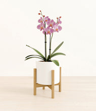 Load image into Gallery viewer, White stand:bamboo