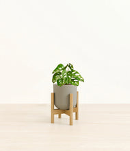 Load image into Gallery viewer, Sage Green stand:light