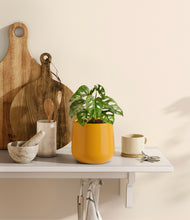 Load image into Gallery viewer, Mustard