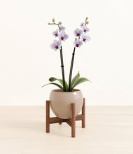 Load image into Gallery viewer, Desert Brown stand:walnut