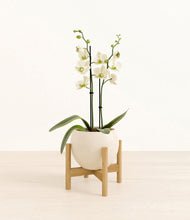 Load image into Gallery viewer, Shiny EggWhite stand:bamboo