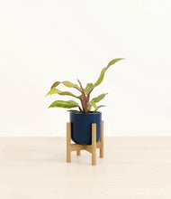 Load image into Gallery viewer, Twilight Blue stand:bamboo