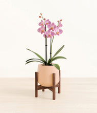 Load image into Gallery viewer, Gentle Pink stand:walnut