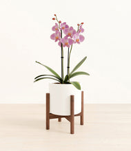 Load image into Gallery viewer, White stand:walnut