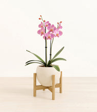 Load image into Gallery viewer, Shiny EggWhite stand:bamboo