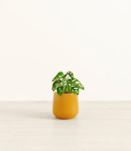 Load image into Gallery viewer, Mustard*****Profile