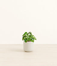 Load image into Gallery viewer, Cotton White*****Profile