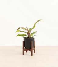 Load image into Gallery viewer, Stone Black stand:walnut