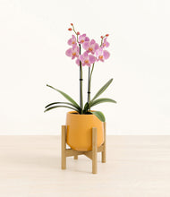 Load image into Gallery viewer, Mustard stand:bamboo