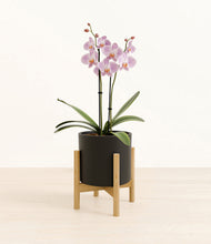 Load image into Gallery viewer, -