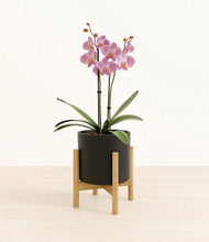 Load image into Gallery viewer, Black stand:bamboo